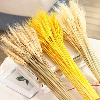 Cành Lúa mạch khô màu tự nhiên, Lúa Mạch Vàng decor chụp ảnh - House Decor