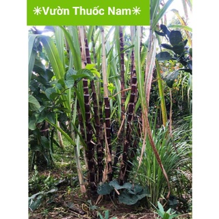 combo 4 hom mía Thanh Diệu 20 đến 25 cm làm giống trồng rất dễ