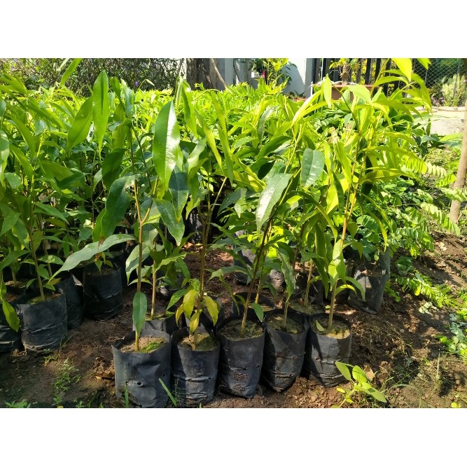 Combo 10 Cây trầm hương chuẩn giống cao 45cm khỏe nguyên bầu