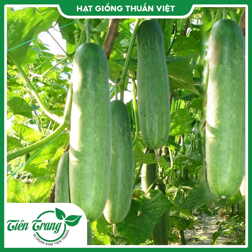 Hạt giống Dưa Leo TN - 15