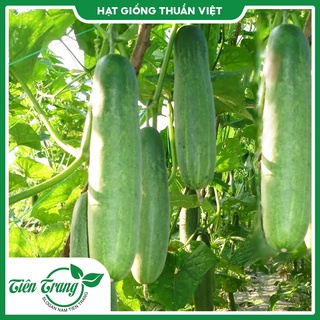 Hạt giống dưa leo tn - 15