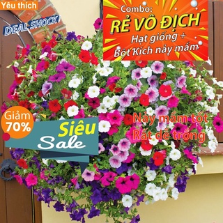 [DEAL SỐC] - Hạt Giống Dạ yến thảo rủ nhiều màu 50 Hạt/ TRỒNG CHƠI TẾT - Tặng kích nảy mầm