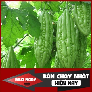 [ Big Sale ] Hạt giống khổ qua khổng lồ (mướp đắng) Thái Lan
