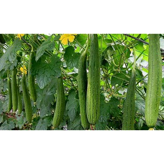 Hạt giống Mướp Hương