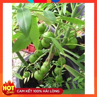 Cây Giống Cóc Thái Giống Chuẩn Nhanh Cho Quả Cây Cao 30-50cm