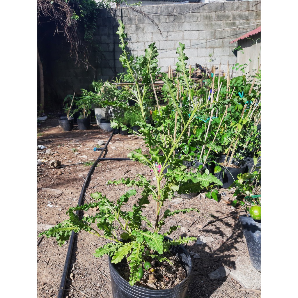Cây ổi đuôi phụng 1m