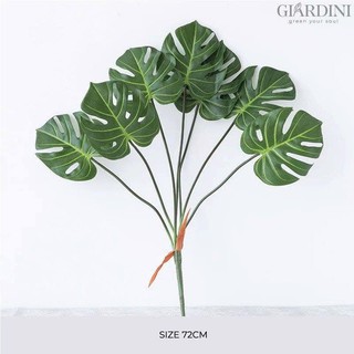 CÂY TRÚC LƯNG RÙA