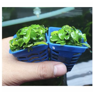 Cây Ráy Nana Lá Nhỏ