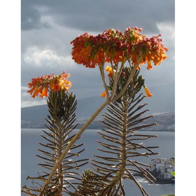 Cây xương cá (trường sinh rằn) - kalanchoe tubiflora hamet