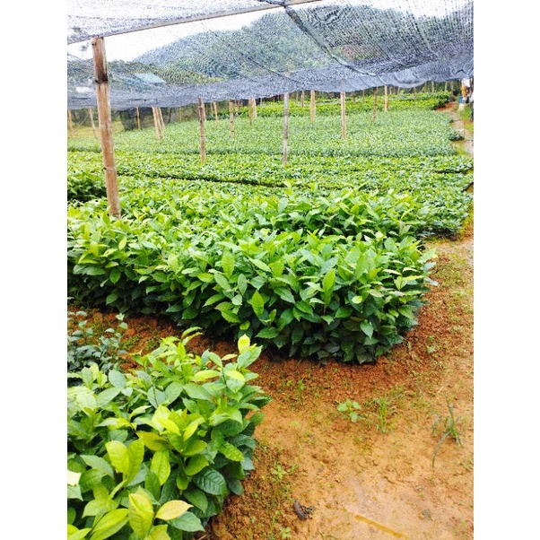 Chè Ô long kim tuyên