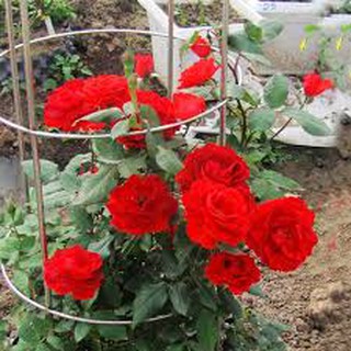 COMBO 5 GỐC HỒNG LEO GỐC TO RỄ KHỎE CÓ TẶNG KÍCH RỄ ( KHÁCH ĐƯỢC CHỌN MÀU)