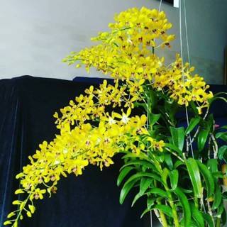 Hoa phong lan denro nắng Pensoda