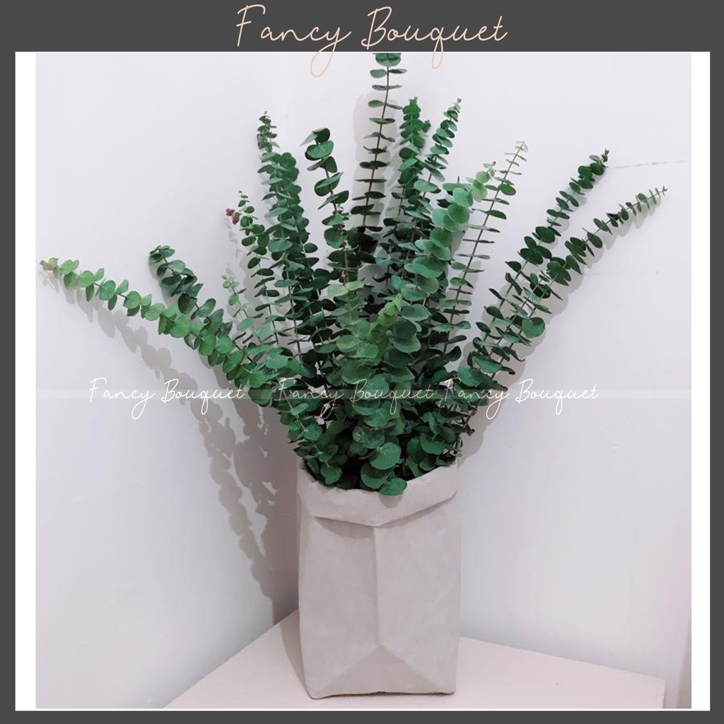 Cành lá khuynh diệp khô Eucalyptus ❤️FREESHIP❤️ hoa trang trí phòng khách decor vintage