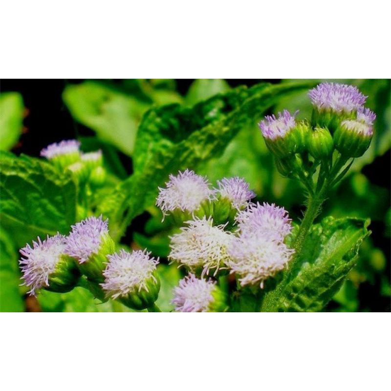 1KG Cây Ngũ Sắc Tím  Khô