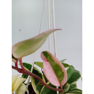 Cây cẩm cù cẩm thạch mini cute (chỉ giao hỏa tốc HCM)