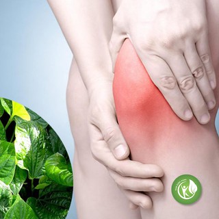 Cây lá lốt khô (gói 1kg ) - ND236