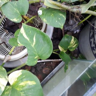 Combo 05 nhánh cây trầu bà xanh trồng phong thủy trồng thủy canh