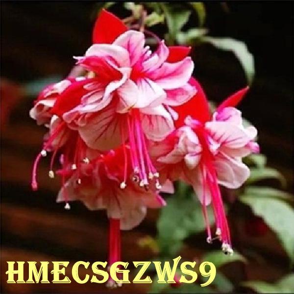 Hạt giống hoa Treo chuông đèn lồng 30h