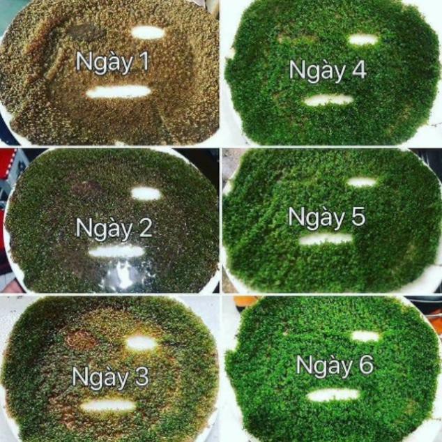 1 gói 50 miếng mặt nạ mầm sống