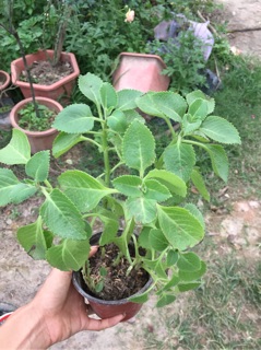 Cây Húng chanh