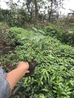 Combo 2 Cây móc mật