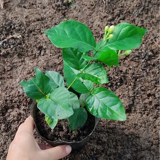 Cây hoa lài ta thân leo, cánh đơn đang hoa hoặc nụ