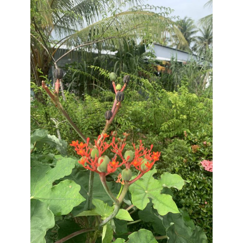 Cây giống ngô đồng Atropha podagrica Hook