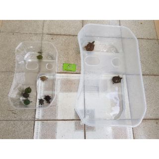 Hồ nuôi Rùa bán cạn big Size
