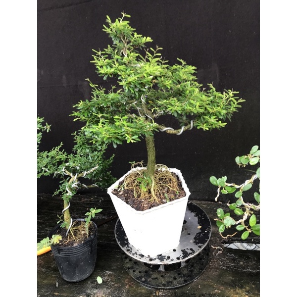 Linh sam 86 cao 35cm