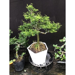 linh sam 86 cao 35cm