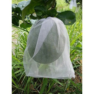 100 Túi bao bưởi 30x35 vải mùng