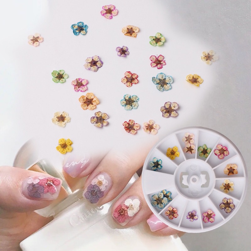 Hoa khô nail 5 cánh ẩn gel - Hoa khô nail trang trí móng
