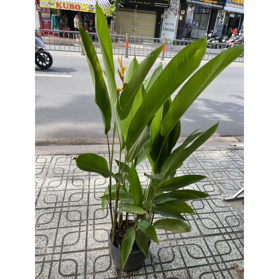 Cây Thiên Điểu  trang trí ngoại thất, trồng cảnh quan sân vườn