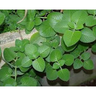 Hạt giống cây húng chanh ( Tần dày lá ) 0,1G