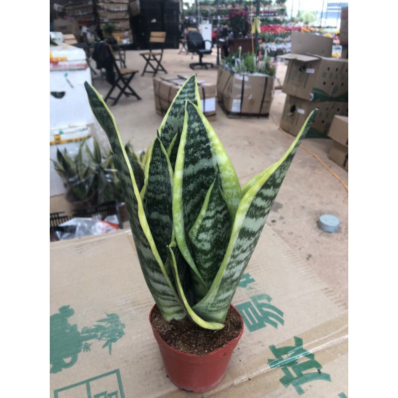 Cây lưỡi hổ phong thủy mini để bàn trừ tà, lọc khí Minh Hân Garden