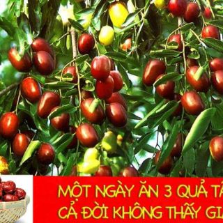 Táo đỏ tân cương