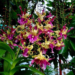 HOA LAN SING CAROL cây trưởng thành