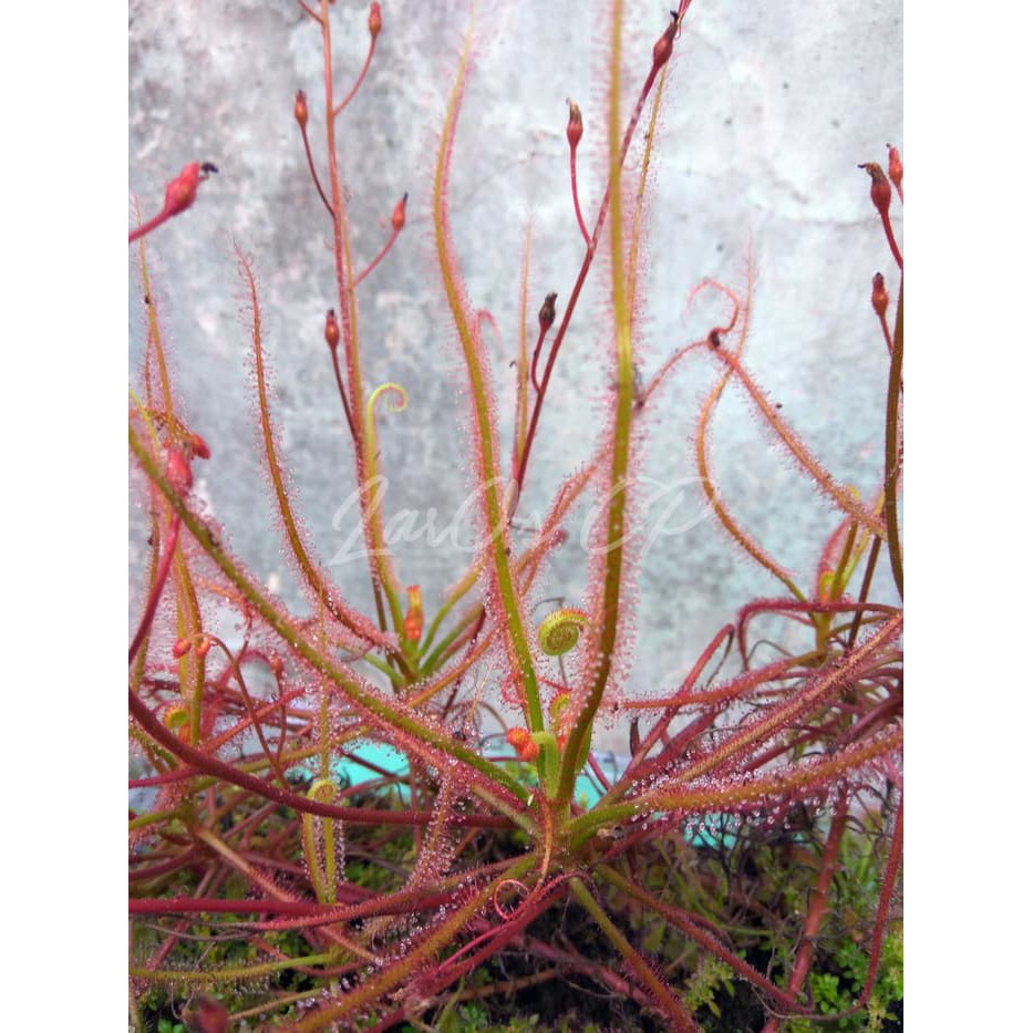 Bộ gieo hạt Giống Cây Drosera Indica Red, Cây Bẫy keo, cây ăn thịt, cây gọng vó