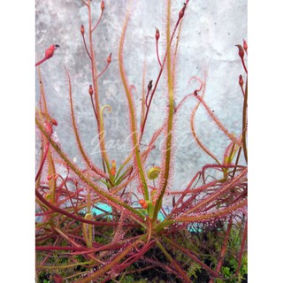 Cây gọng vó Drosera Indica Red