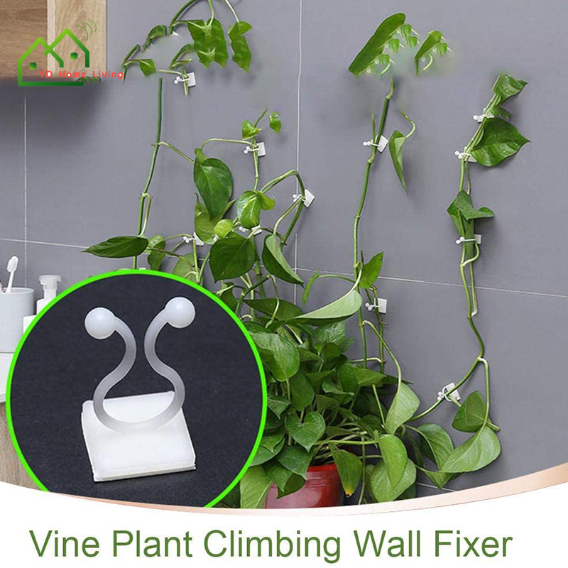 Set 10 kẹp giữ cây dây leo gắn tường tiện dụng