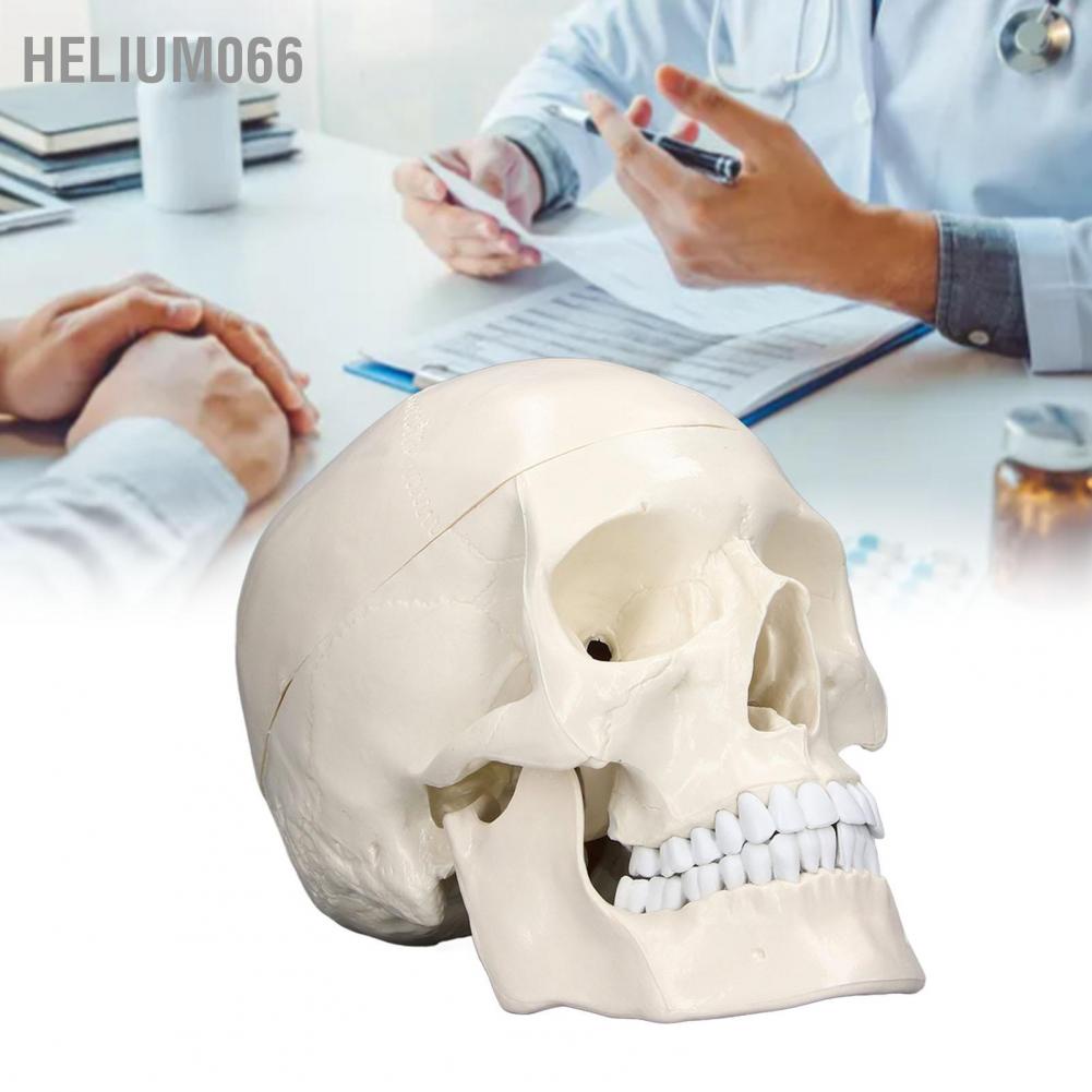 Mô hình đầu lâu Helium066 1:1 giống thật chất liệu PVC mang tính giáo dục