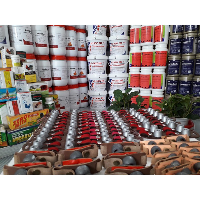 Tạ chì tập lực gà đá. Gà tre hoặc gà nòi