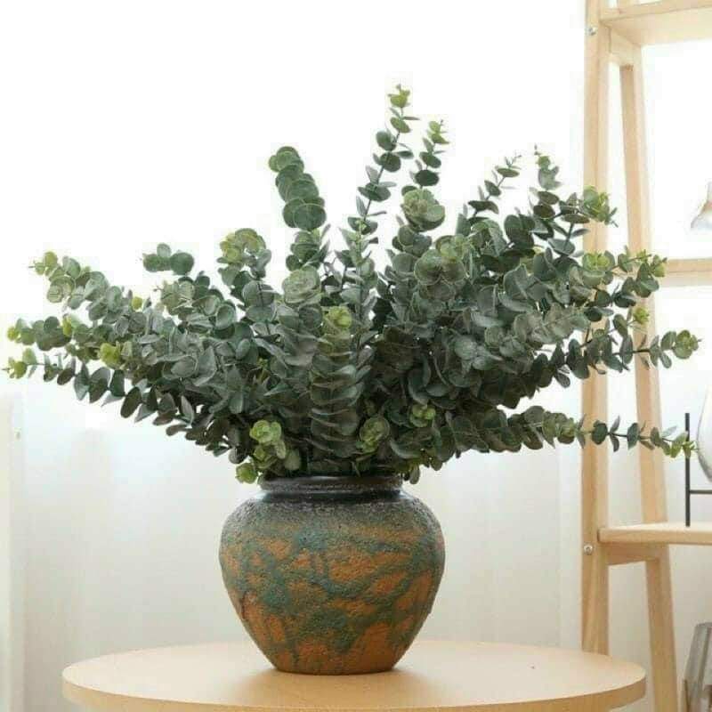 Cành Lá Giả /lá Táo Cao Su Mốc, Lá Bạch Đàn , Khuynh Diệp Khô, Eucalyptus ,  , Sliver Dollar Dùng Để Trang Trí Decor