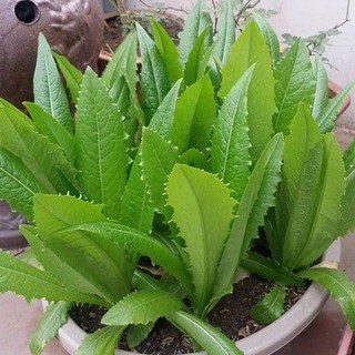 Hạt giống Rau Diếp thơm (Cải Nhíp) - 1 gói 5gram