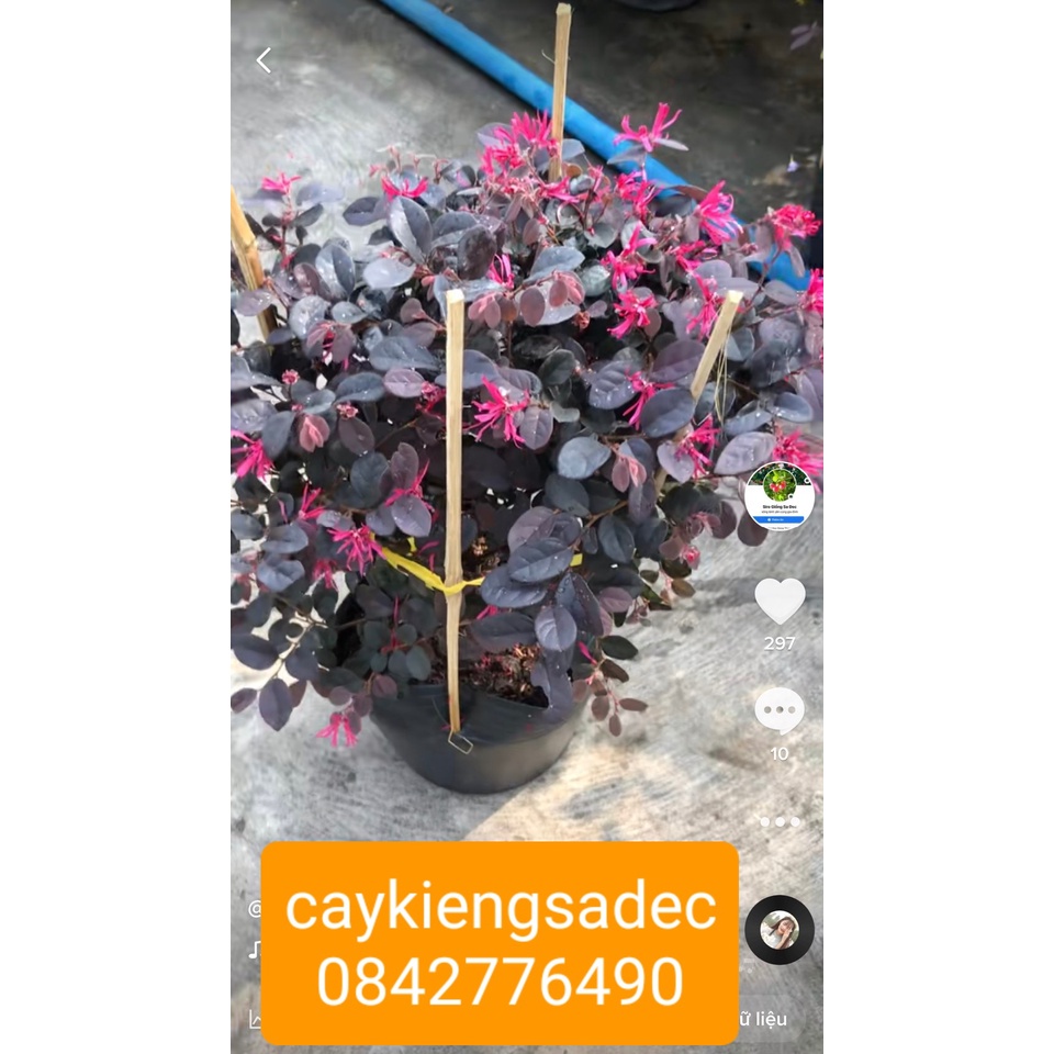 Caykiengsadec- Hồng phụng+ tặng phân bón cho cây mau lớn-hoa kiểng lá - trang trí nội thất