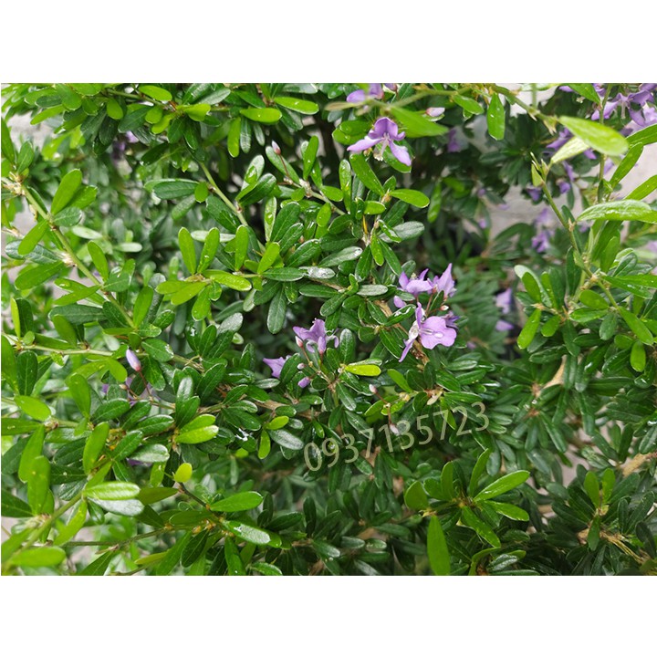 CÂY LINH SAM -CAO TỪ  20-35 CM