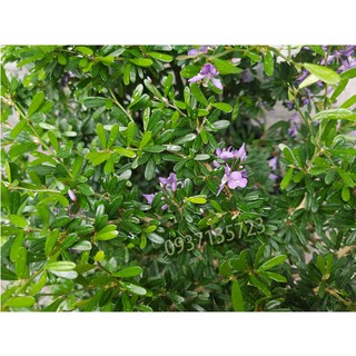 CÂY LINH SAM -CAO TỪ  20-35 CM