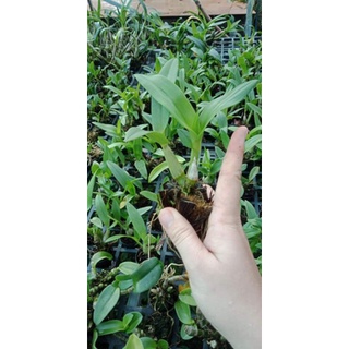 Lan denro lai cát hoa rất đẹp
