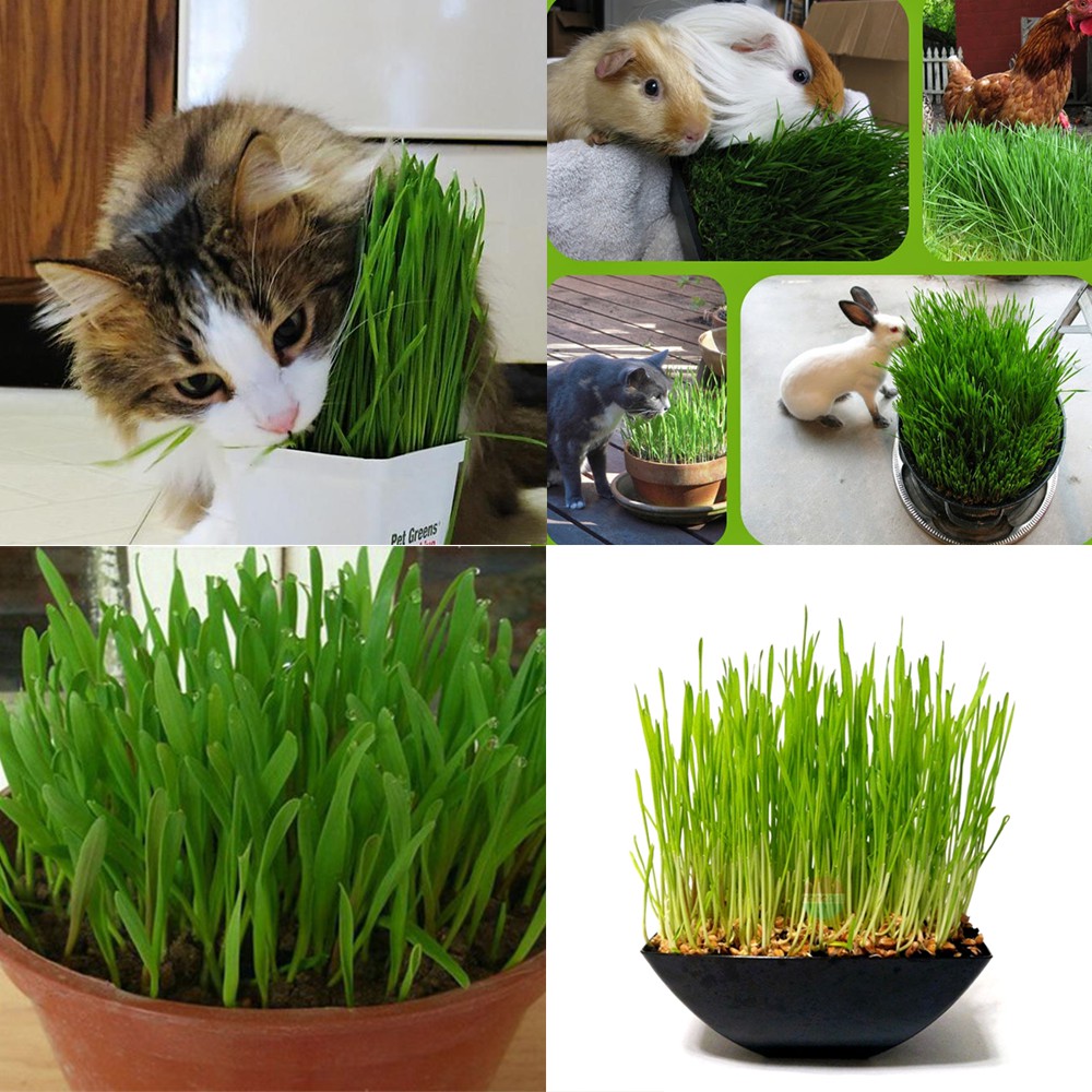 Hạt cỏ mèo