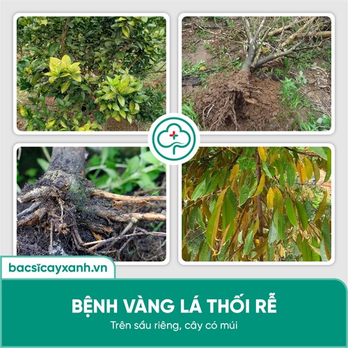Chế phẩm trị thối rễ, vàng lá, diệt tuyến trùng, kích rễ, tái tạo rễ mới BS03 Physa 500g NSX Bacsicayxanh